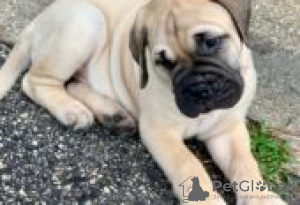 Photo №3. Chiots Bullmastiff à vendre. La finlande