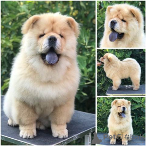 Photos supplémentaires: Chow Chow, de beaux chiots