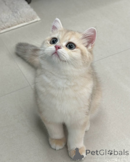 Photo №2 de l'annonce № 157999 de la vente british shorthair - acheter à Irlande annonce privée