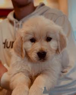 Photo №3. Chiots Golden Retriever à vendre. Belgique