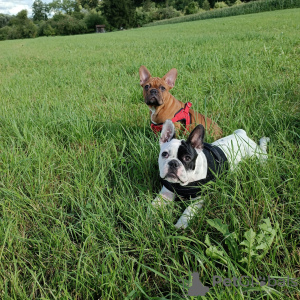 Photos supplémentaires: Chiot bouledogue français