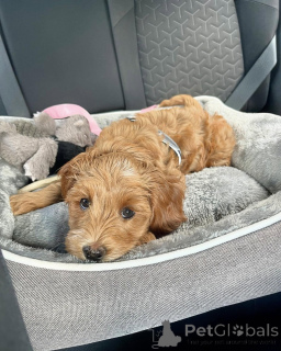 Photo №1. labradoodle - à vendre en ville de Damüls | négocié | Annonce №156421