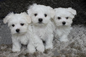 Photo №1. bichon maltais - à vendre en ville de Helsinki | 300€ | Annonce №75649