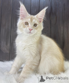 Photo №2 de l'annonce № 161673 de la vente maine coon - acheter à USA éleveur