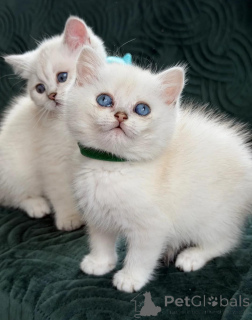 Photo №1. british shorthair - à vendre en ville de Sliema | négocié | Annonce № 168520