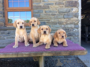 Photo №1. labrador retriever - à vendre en ville de Berlin | Gratuit | Annonce №127154