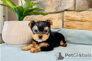 Photos supplémentaires: Teacup Yorkshire Terrier Puppy en adoption gratuite