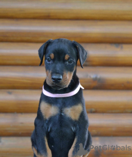 Photos supplémentaires: Chiots Dobermann à vendre