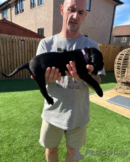 Photo №4. Je vais vendre cane corso en ville de Wiener Neustadt. éleveur - prix - 299€