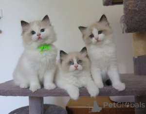 Photo №1. ragdoll - à vendre en ville de Helsinki | 350€ | Annonce № 165166