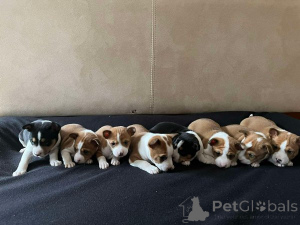 Photo №4. Je vais vendre basenji en ville de Werbass.  - prix - Gratuit