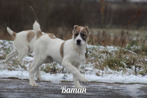 Photos supplémentaires: Chiots de haute race du berger d'Asie centrale