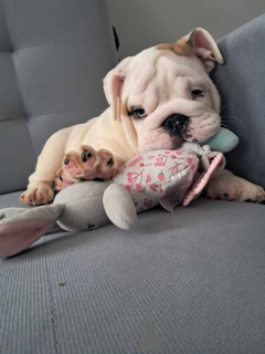 Photo №1. bulldog anglais - à vendre en ville de Кельце | 1171€ | Annonce №123287