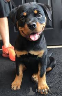 Photo №4. Je vais vendre rottweiler en ville de Göttingen.  - prix - négocié
