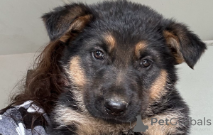 Photo №1. berger allemand - à vendre en ville de Birmingham | 700€ | Annonce №138467