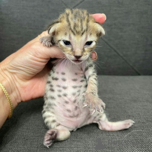 Photo №4. Je vais vendre bengal en ville de Newcastle. éleveur - prix - 581€