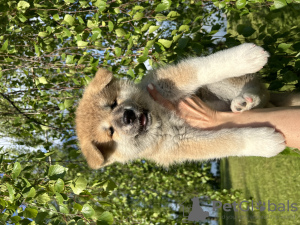 Photo №1. akita (chien) - à vendre en ville de Vilnius | négocié | Annonce №99926