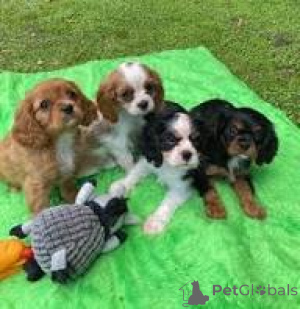 Photo №2 de l'annonce № 165999 de la vente cavalier king charles spaniel - acheter à Espagne annonce privée, éleveur
