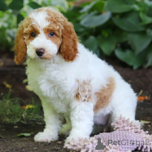 Photo №1. caniche (jouet) - à vendre en ville de Munich | 700€ | Annonce №172242
