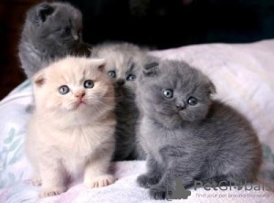 Photo №1. scottish fold - à vendre en ville de Anderlecht | Gratuit | Annonce № 116721