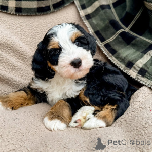 Photo №2 de l'annonce № 160073 de la vente labradoodle - acheter à Irlande annonce privée