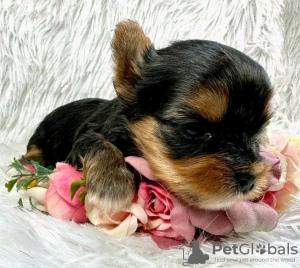 Photo №2 de l'annonce № 123112 de la vente biewer yorkshire terrier - acheter à USA éleveur