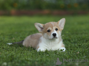 Photo №4. Je vais vendre welsh corgi en ville de Cherepovets. éleveur - prix - 2400€