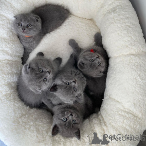 Photo №2 de l'annonce № 173034 de la vente scottish fold - acheter à Estonie 
