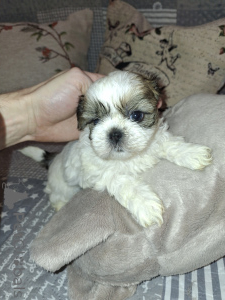 Photo №1. lhassa apso, spitz allemand, spitz nain, shih tzu - à vendre en ville de Vilnius | 700€ | Annonce №167393