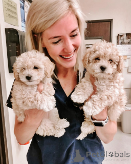 Photo №1.  - à vendre en ville de El Paso | 531€ | Annonce №147631