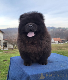 Photo №2 de l'annonce № 135807 de la vente chow-chow - acheter à Serbie annonce privée