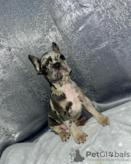 Photo №4. Je vais vendre bouledogue en ville de Shreveport. éleveur - prix - négocié