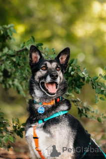 Photo №2 de l'annonce № 137390 de la vente  - acheter à Fédération de Russie 