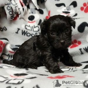 Photo №1. biewer yorkshire terrier - à vendre en ville de Indianapolis | 425€ | Annonce №127946