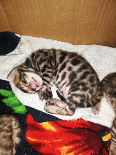 Photo №3. Nous avons eu de très beaux chatons du Bengale, il y a des filles et un garçon.. Fédération de Russie