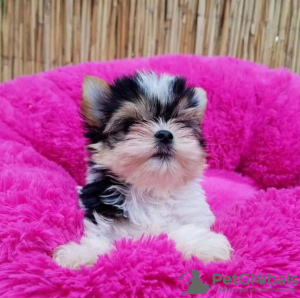 Photo №1. yorkshire terrier - à vendre en ville de Alabama | 398€ | Annonce №121647