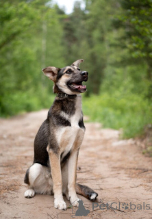 Photo №2 de l'annonce № 145662 de la vente chien bâtard - acheter à Fédération de Russie annonce privée
