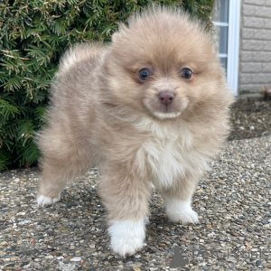 Photo №1. spitz nain - à vendre en ville de Berlin | 400€ | Annonce №135996