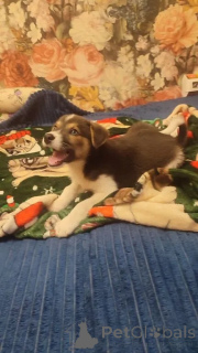 Photo №4. Je vais vendre chien bâtard en ville de Rivière moscou. annonce privée - prix - Gratuit