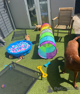 Photo №4. Je vais vendre labrador retriever en ville de Baltimore.  - prix - 339€