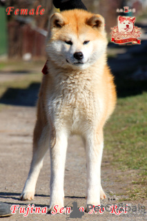 Photo №2 de l'annonce № 73346 de la vente akita (chien) - acheter à Ukraine éleveur