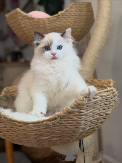 Photo №1. ragdoll - à vendre en ville de Egilsstaðir | 823€ | Annonce № 157469