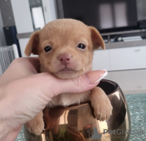 Photo №1. petit chien russe - à vendre en ville de Düsseldorf | négocié | Annonce №44534