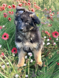 Photo №2 de l'annonce № 101193 de la vente berger allemand - acheter à Allemagne annonce privée, éleveur