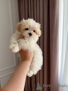 Photo №1. maltipu - à vendre en ville de Aleksandrie | négocié | Annonce №167217