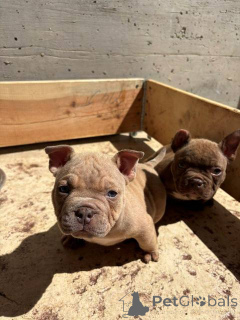 Photo №3. Micro chiots exotiques American Bully. Serbie