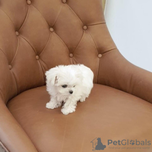 Photo №1. bichon maltais - à vendre en ville de Marseille | 351€ | Annonce №107565