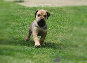 Photo №2 de l'annonce № 123668 de la vente boerboel - acheter à Allemagne 