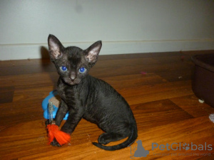 Photo №3. Devon-Rex-Kätzchen stehen zur Adoption zur Verfügung. Allemagne