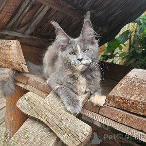Photo №1. maine coon - à vendre en ville de Biensence | négocié | Annonce № 156994